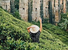 Ceylon tea estate